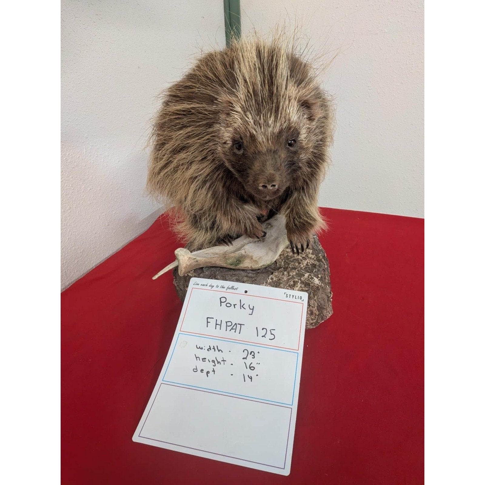 FHPAT125 - Beautiful Montana Prime Winter Porcupine Taxidermy Mount
