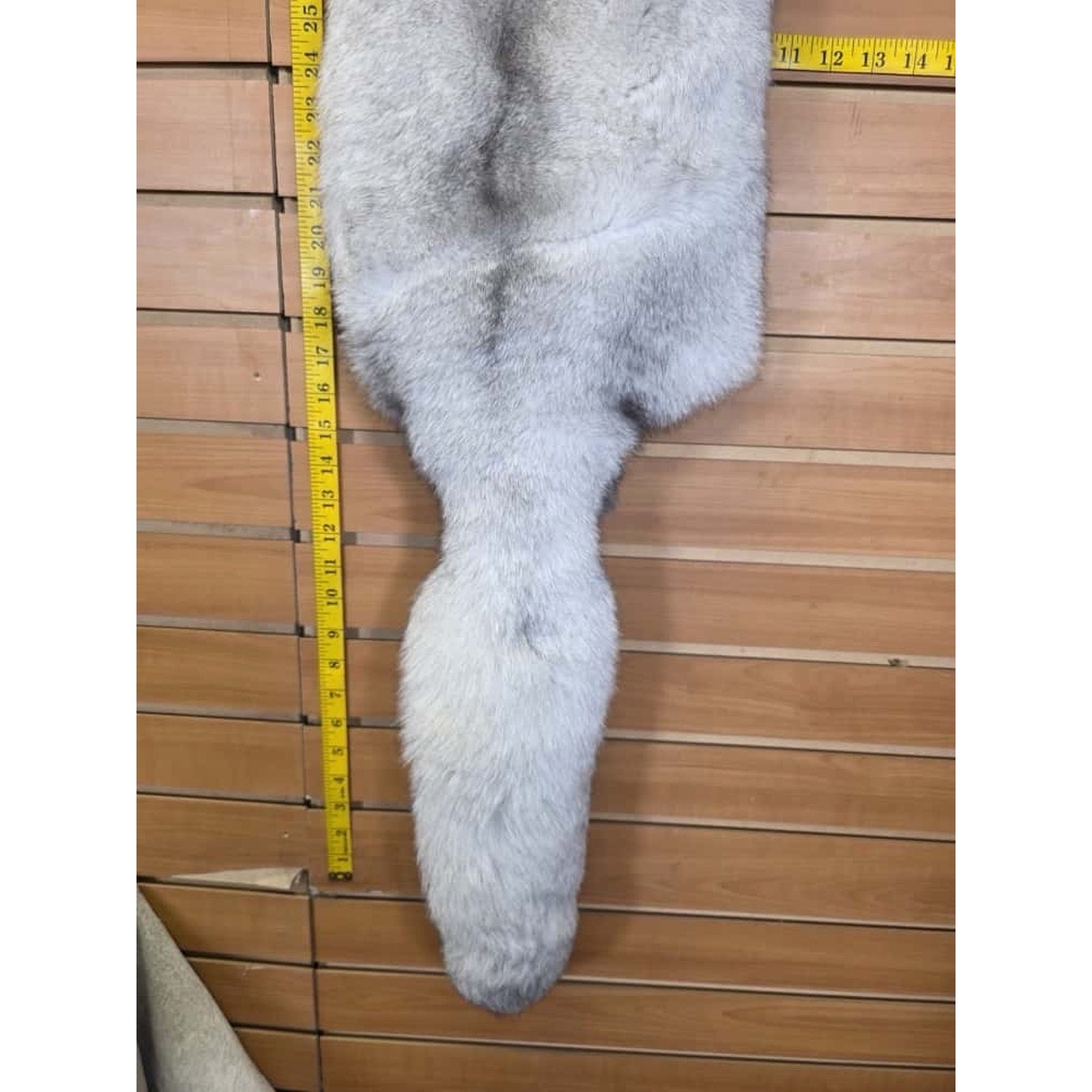 FHCM10 - Soft Tanned Blue Ranch Fox Furs Taxidermy