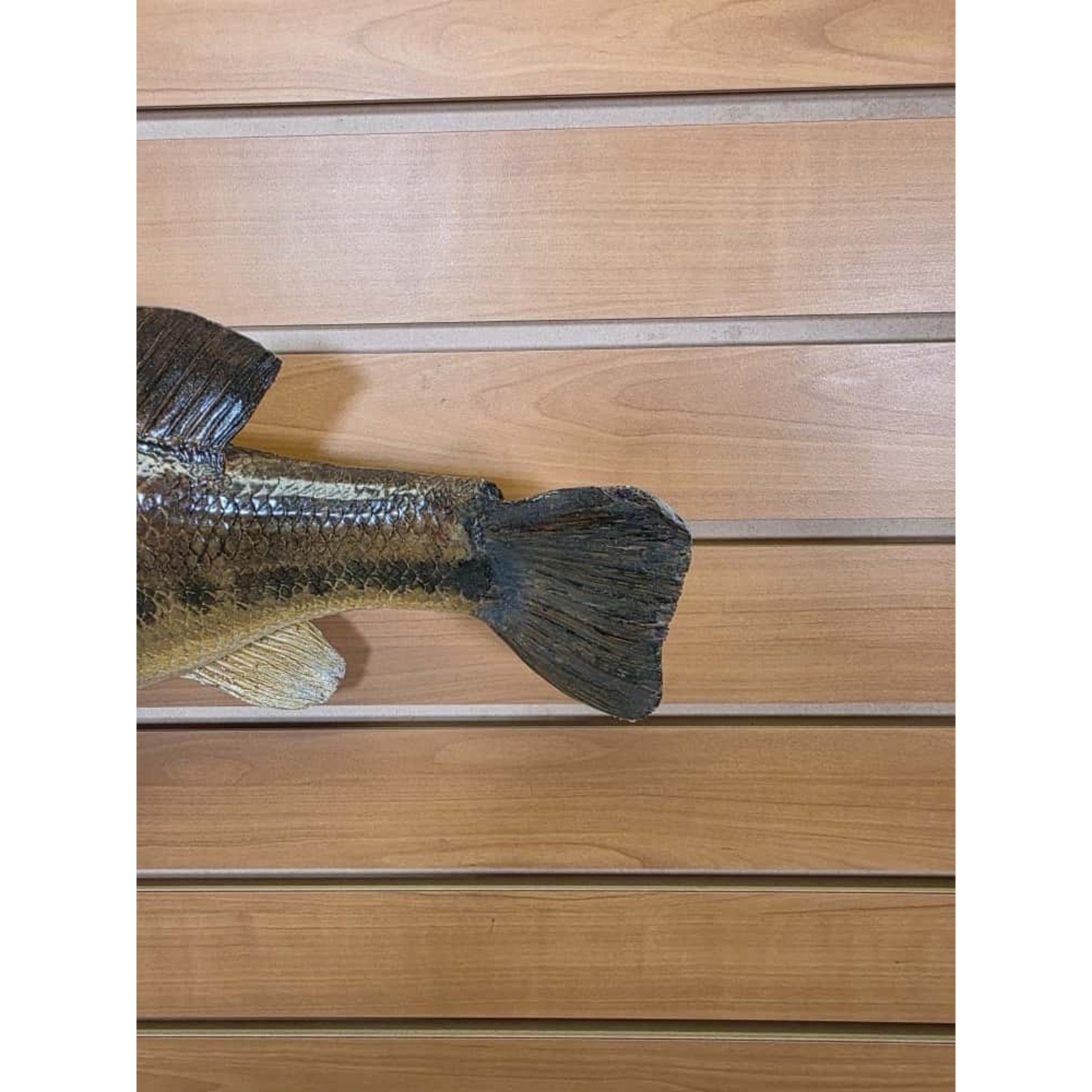 JTV205 - bass 17 1/2” Real Skin Fish Taxidermy Mount