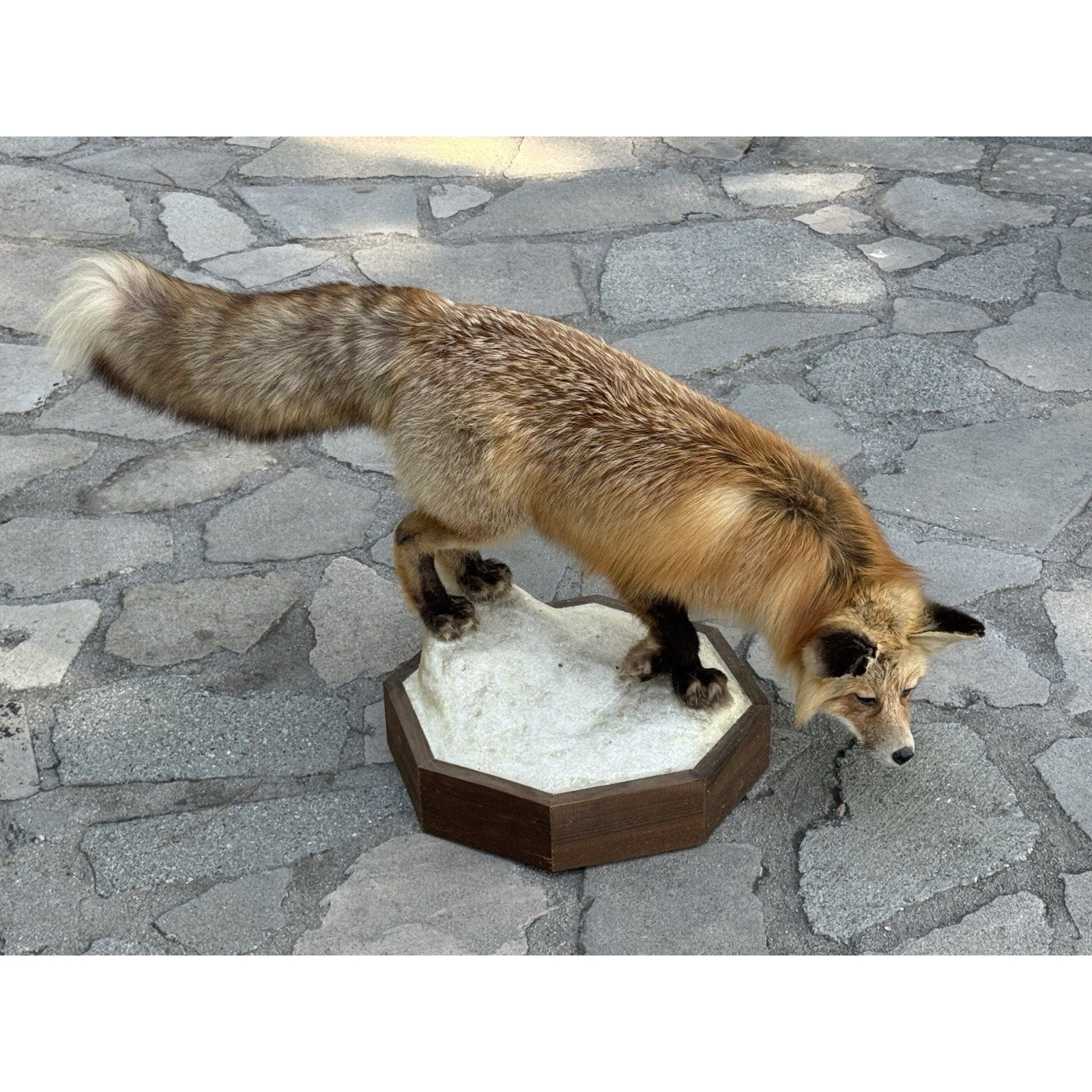 FHDARIUS1 - Red Fox Taxidermy Full Body Mount