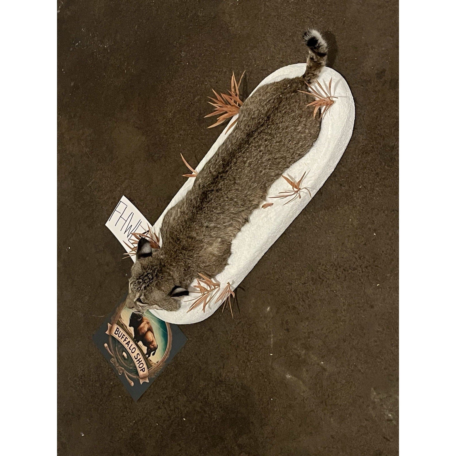 FHWL48 - Bobcat Taxidermy Full Body Mount In Snow.