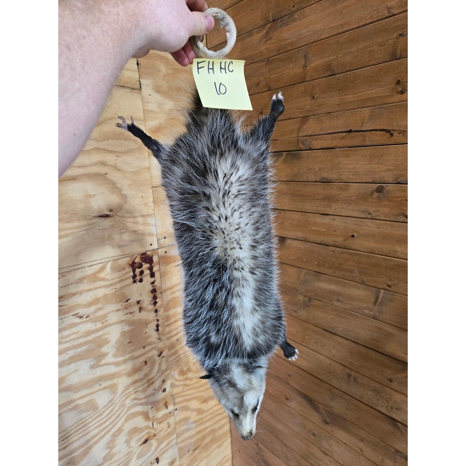 FHHCO10 - Hanging Opossum Full Body Taxidermy Mount