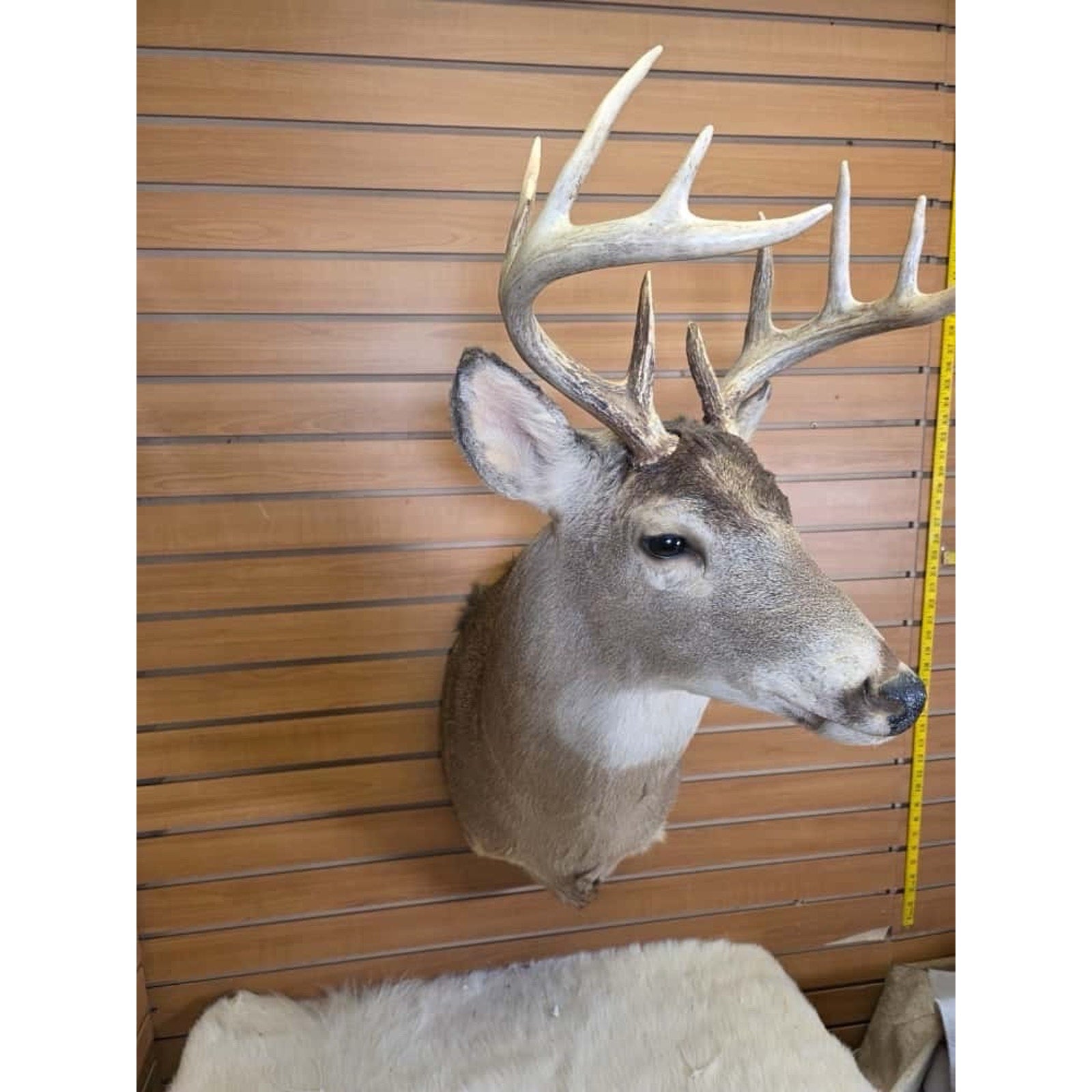 FHMN8 - Whitetail Deer Real Antler Deer Taxidermy Mount