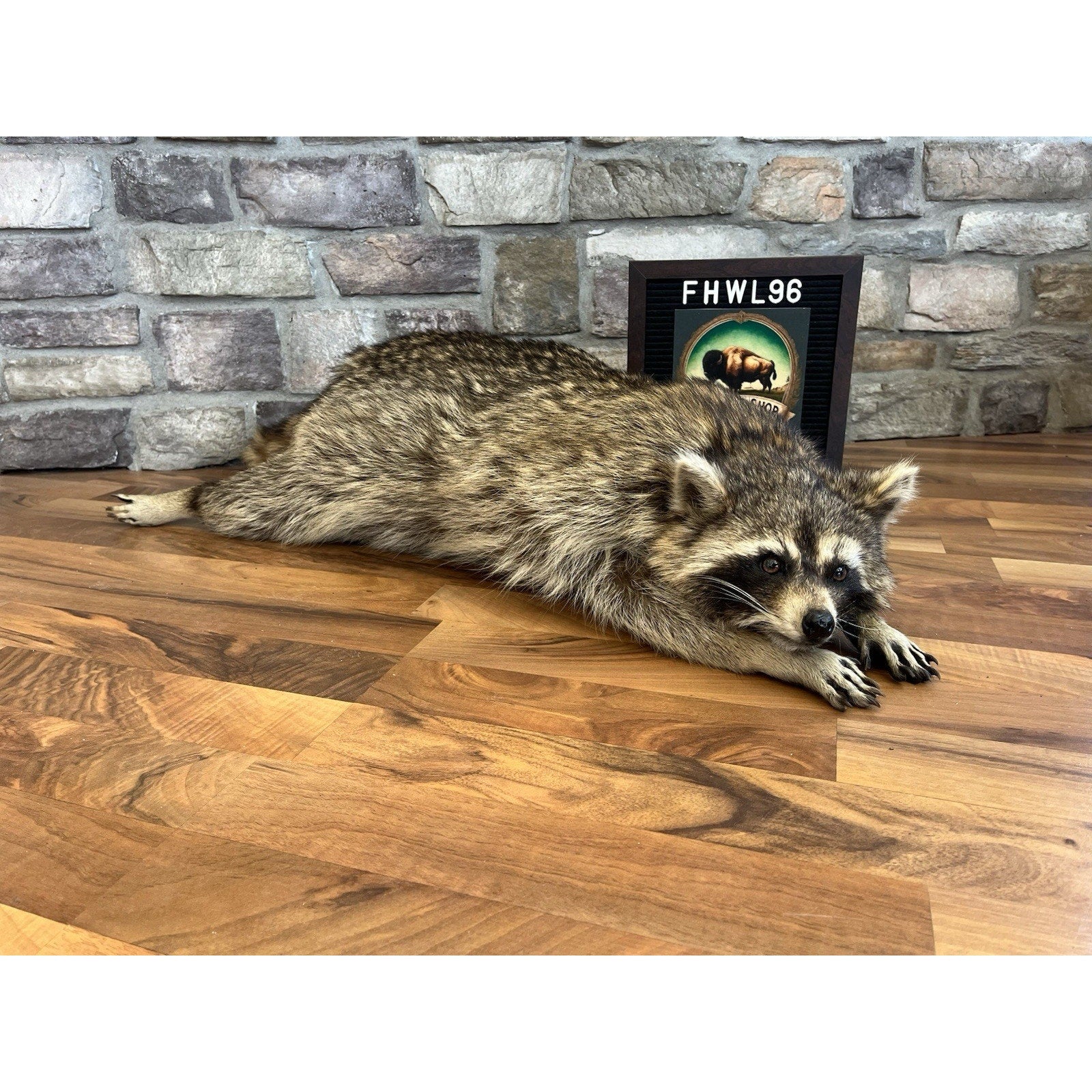 FHWL96 - Fat Raccoon Taxidermy Mount