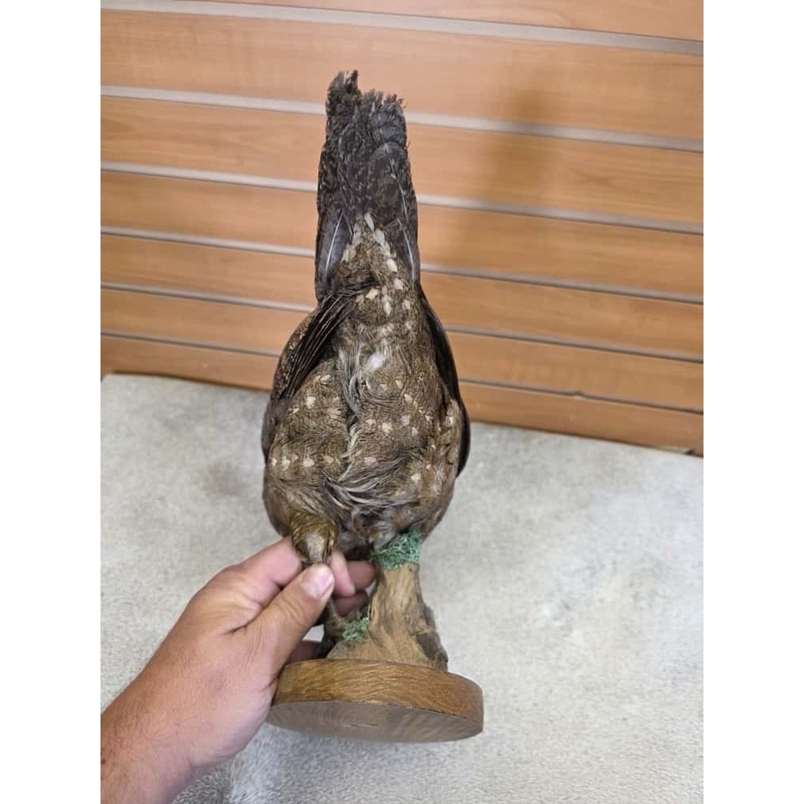JTV252 - Temminck Tragopan hen Taxidermy Mount