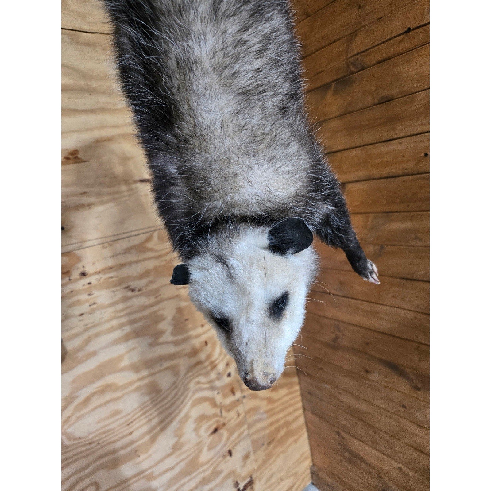 FHHCO9 - Hanging Opossum Full Body Taxidermy Mount