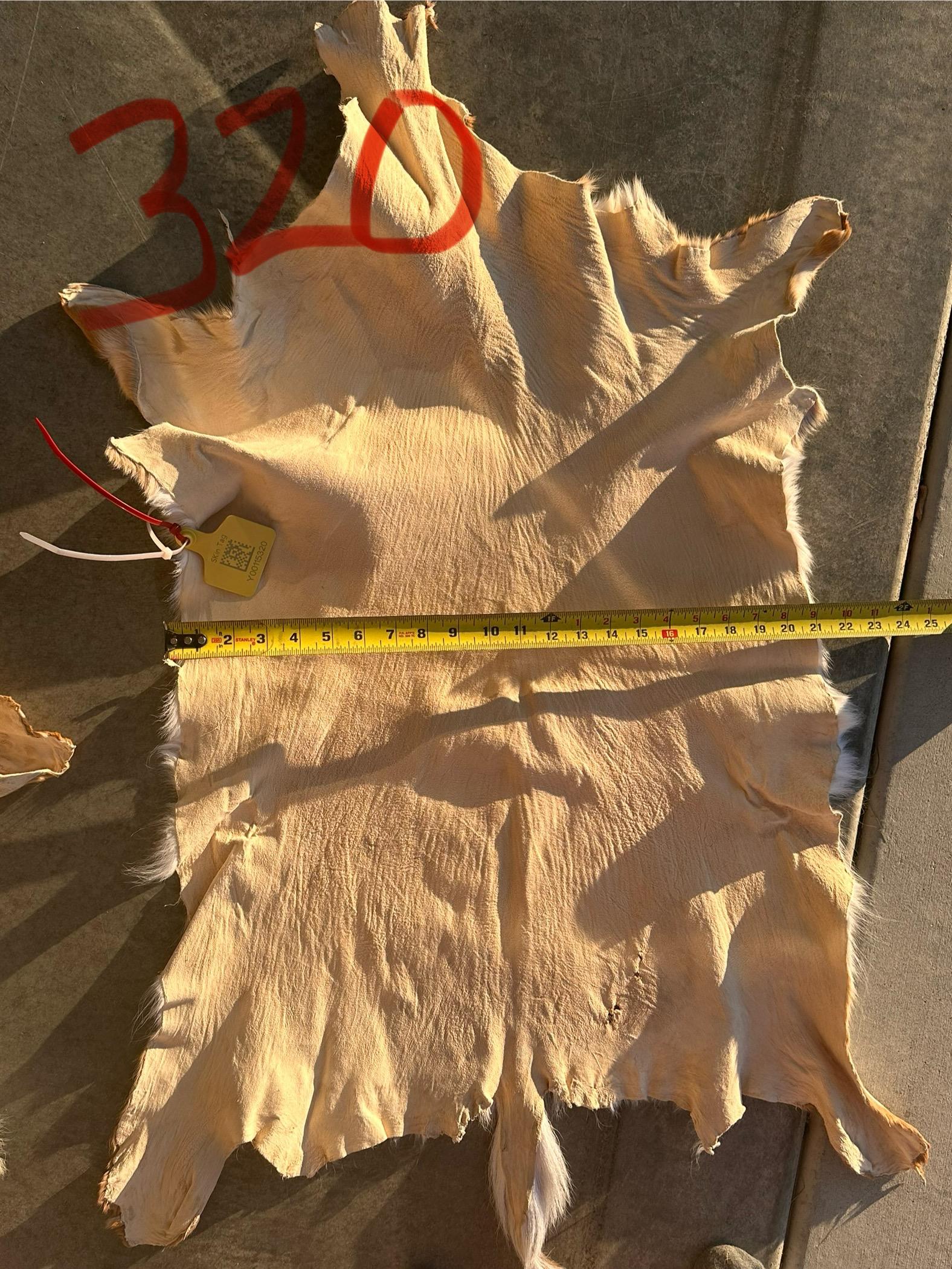 FHWA400 - Professionally tanned XL axis deer hide