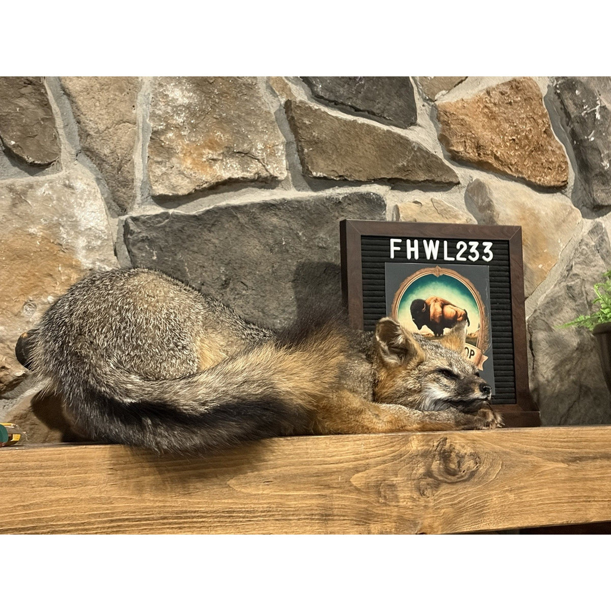 FHWL233- Grey Fox Taxidermy Full Body Mount Cabin Camp Man Cave