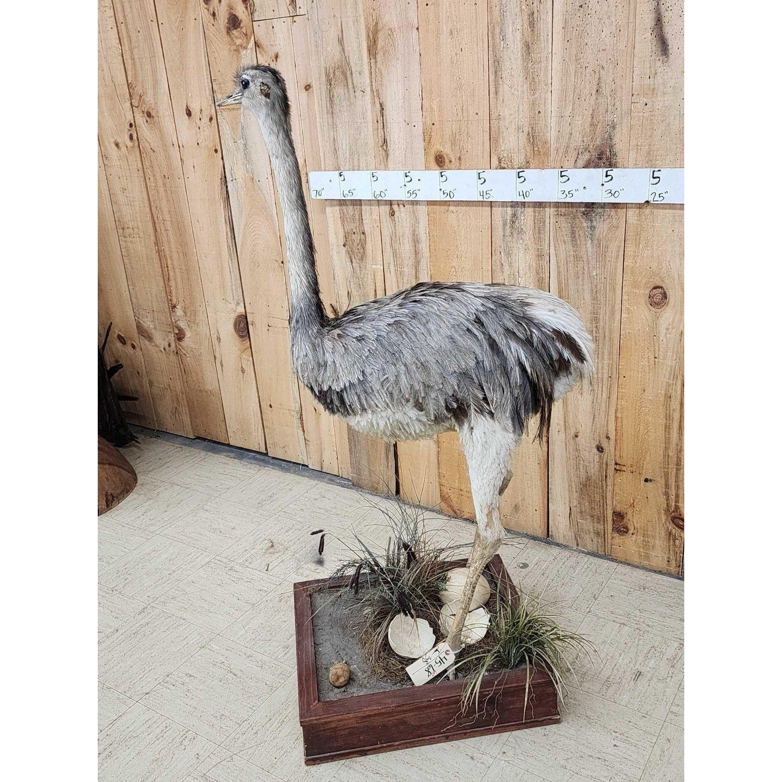 FHHFK1 - Rhea Full Body Bird Taxidermy Taxidermy Mount