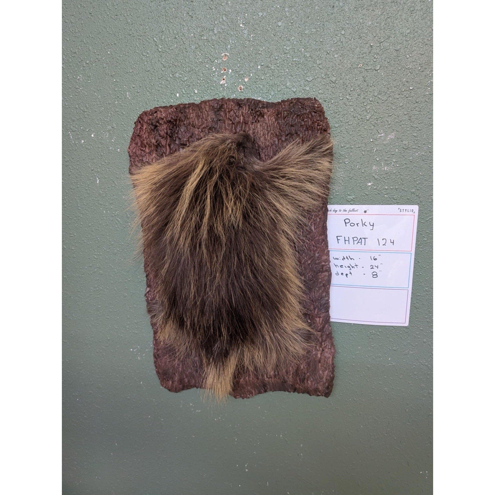 FHPAT124 - Beautiful Montana Prime Winter Porcupine Taxidermy Mount