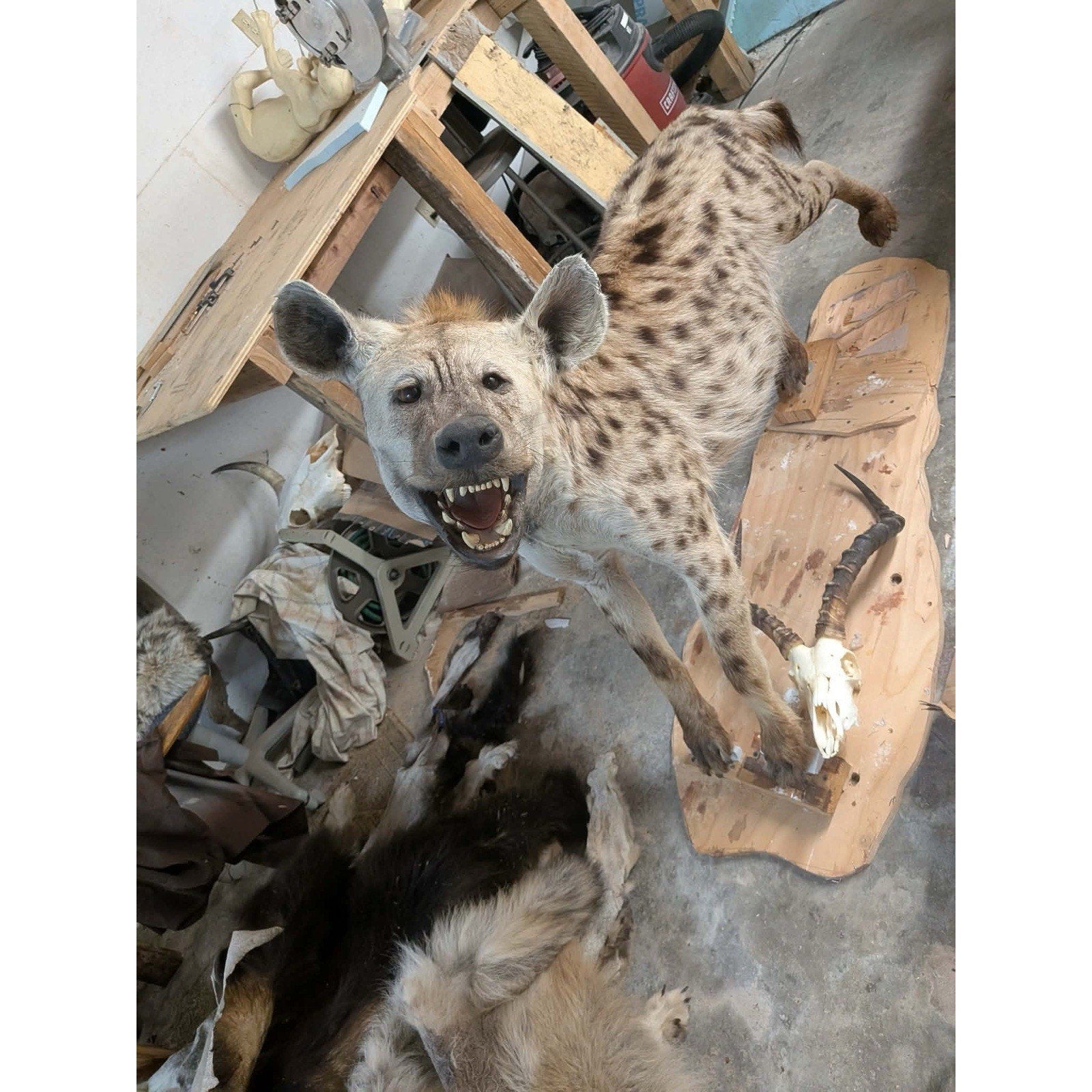 FHPATHY1 - XL Life-sized SPOTTED Laughing HYENA Taxidermy Mount