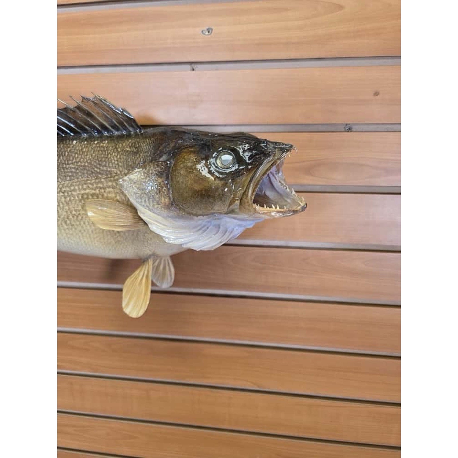 JTV218 - Real Skin Walleye Fish Taxidermy Mount 26”