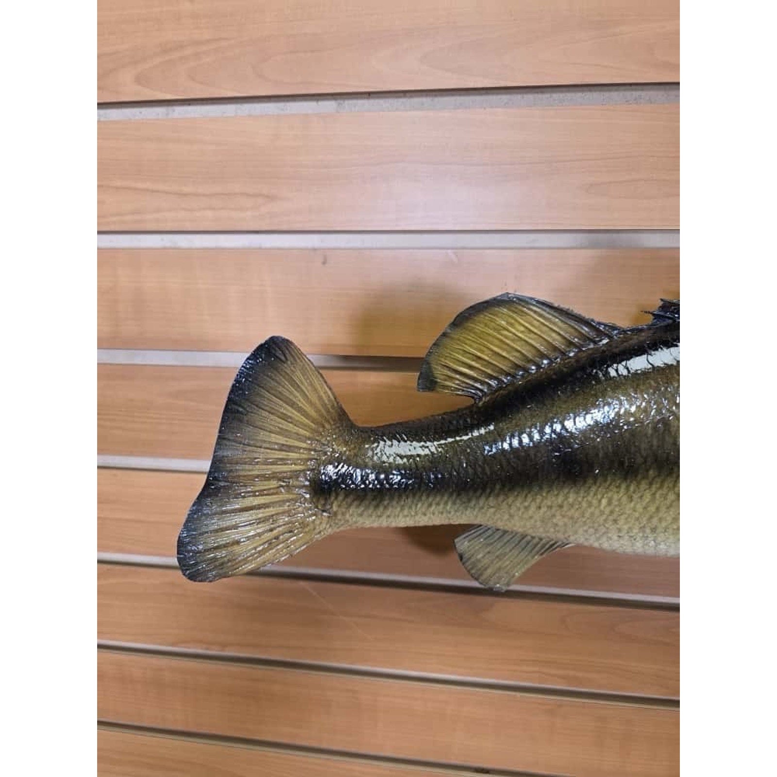 JTV213 - Real Skin Bass Fish Taxidermy Mount 21”