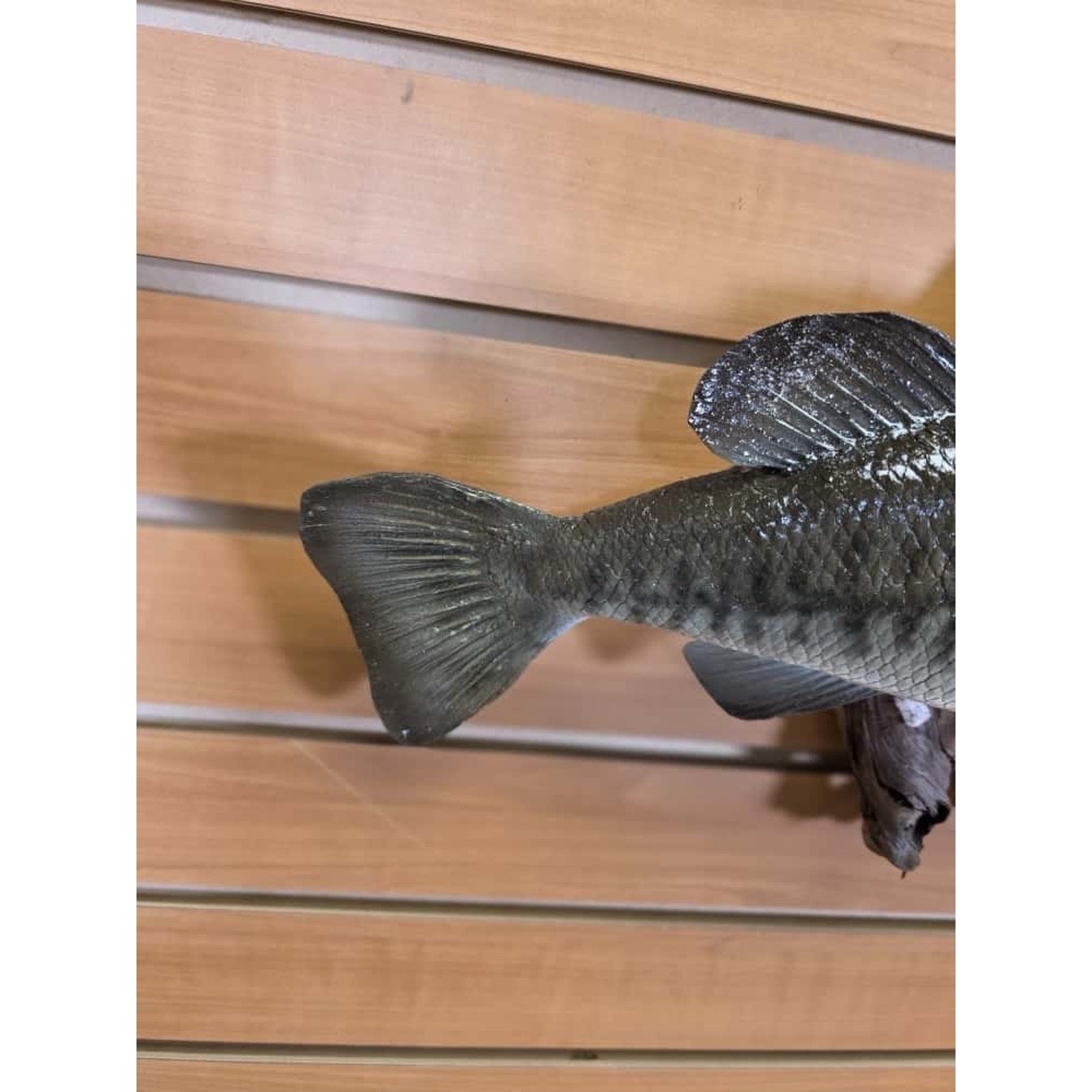 JTV209 - Bass. 17" Real Skin Fish Taxidermy Mount