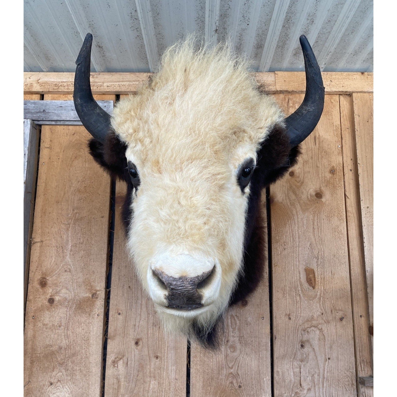 FHDAR40- Rare Sacred White-faced Buffalo Bison Taxidermy Shoulder mount