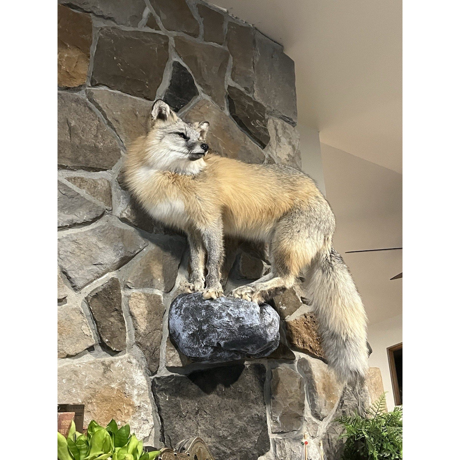 FHWL40 -museum Quality Ranch Fox Taxidermy mount