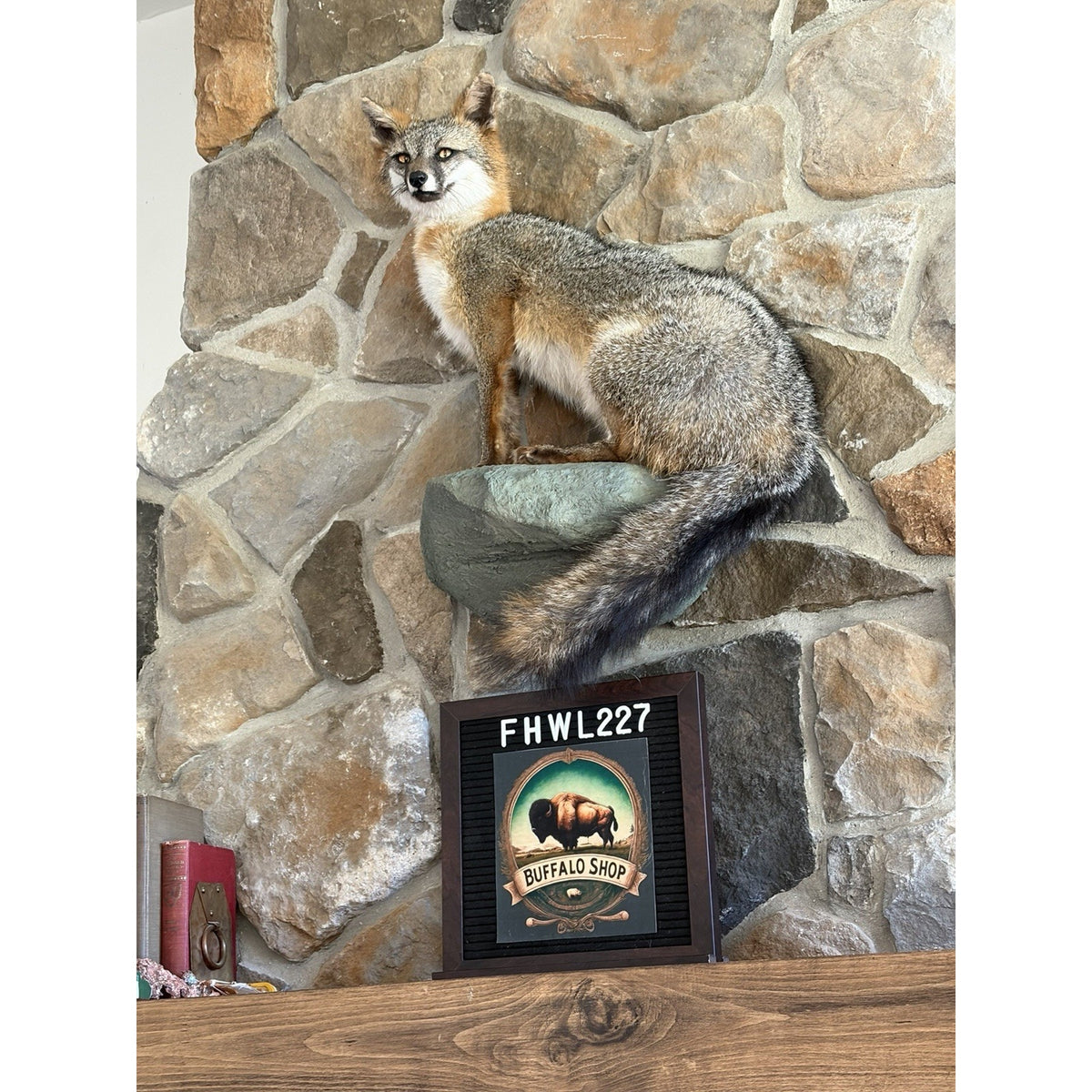 FHWL227 - Grey Fox Taxidermy Full Body Mount Cabin Camp Man Cave