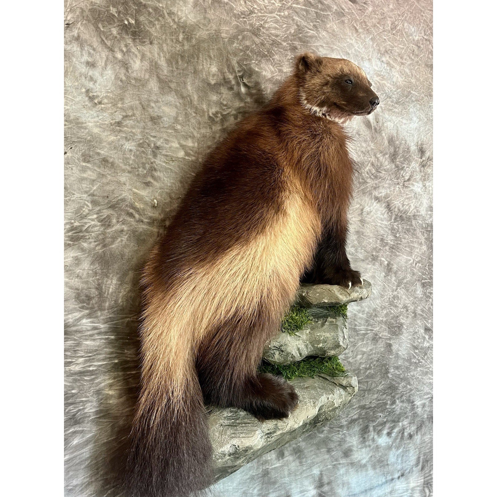 FHWOLV46-Beautiful Real Alaskan Wolverine Prime Fur Taxidermy Mount
