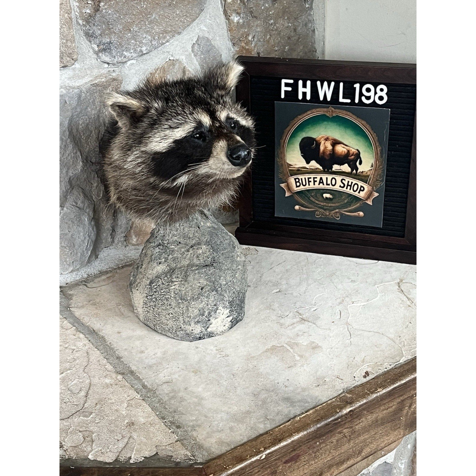 FHWL198 -Raccoon Pedestal Taxidermy Mount