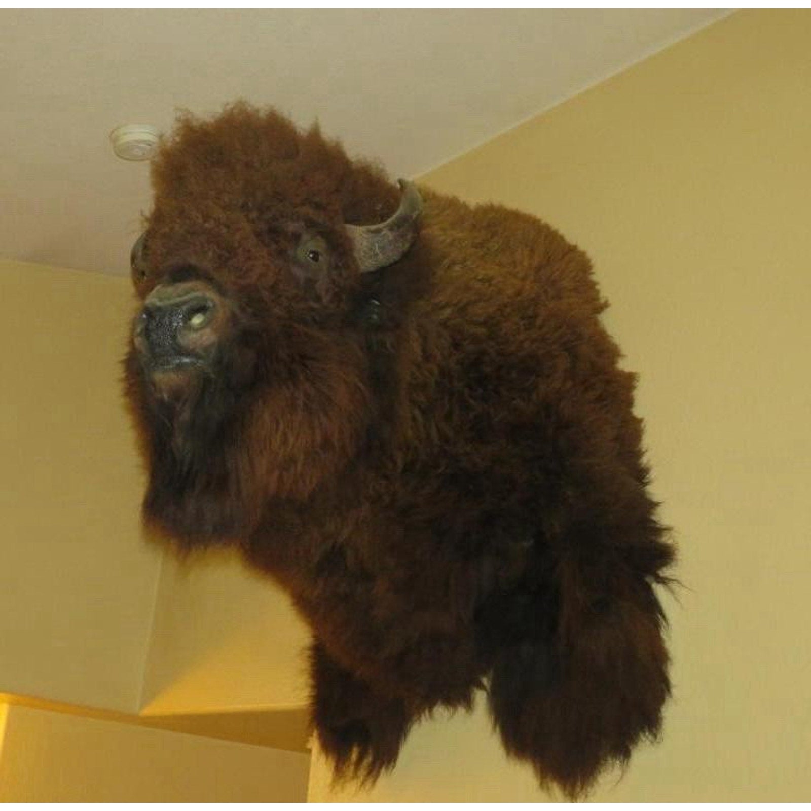 FHPROX1 - Monster Buffalo Bison Taxidermy Shoulder mount Free Shipping
