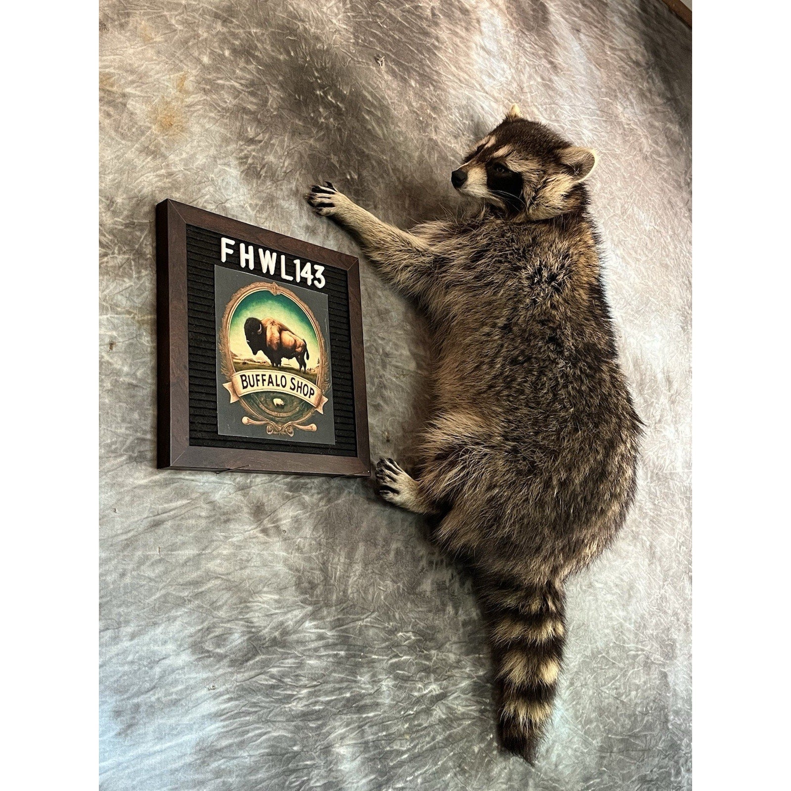 FHWL143- Fat Raccoon Taxidermy Mount