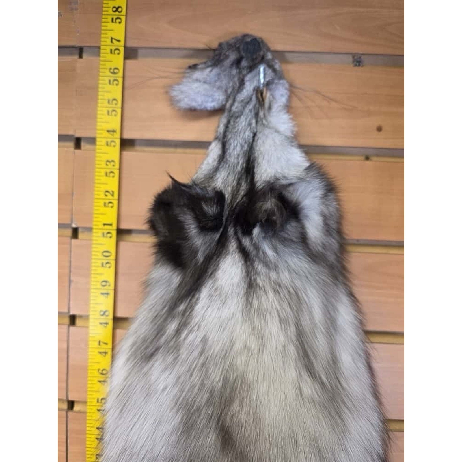 FHCM6- Blue Ranch Fox Soft Tanned Furs Taxidermy