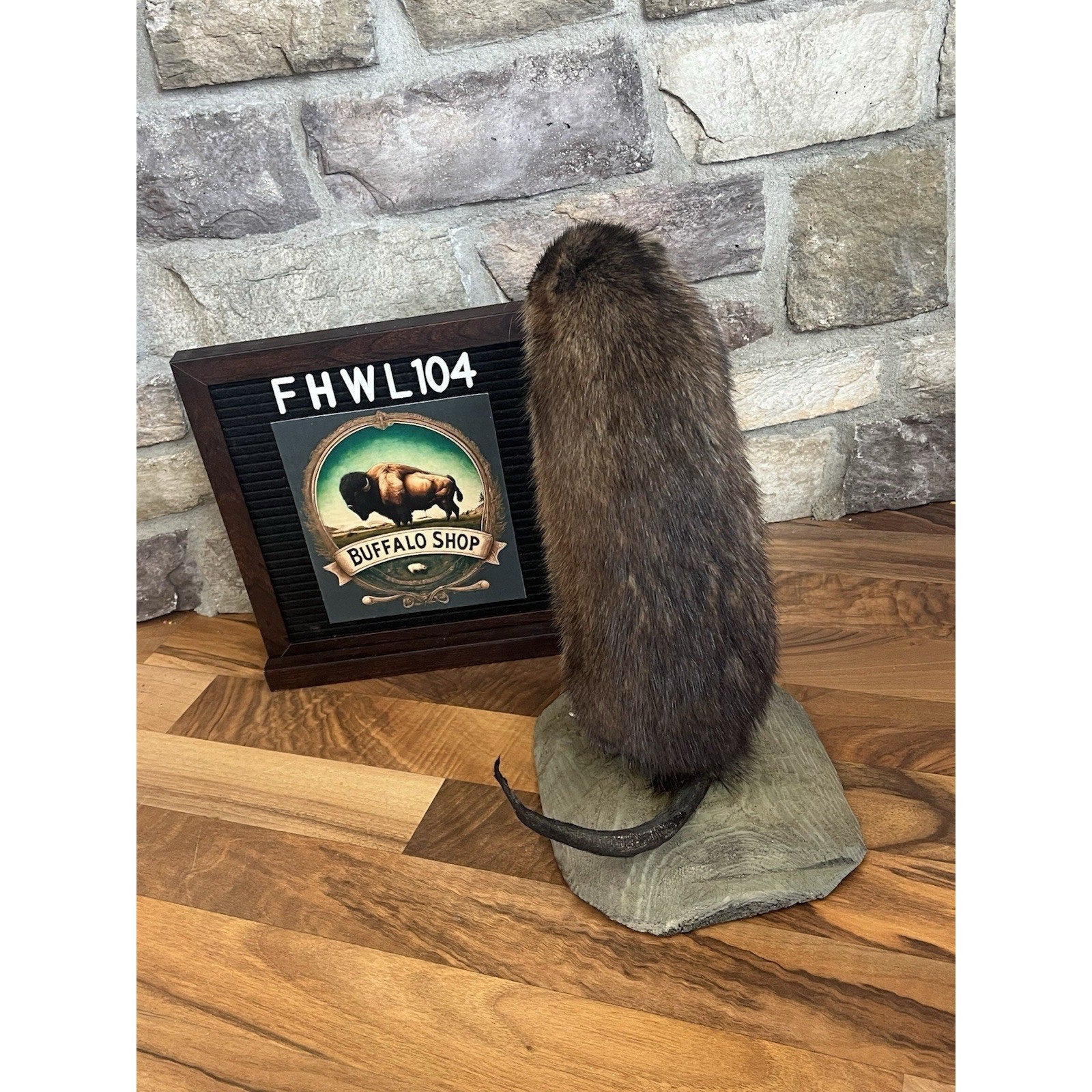 FHWL104 - Muskrat Museum Quality mount Taxidermy