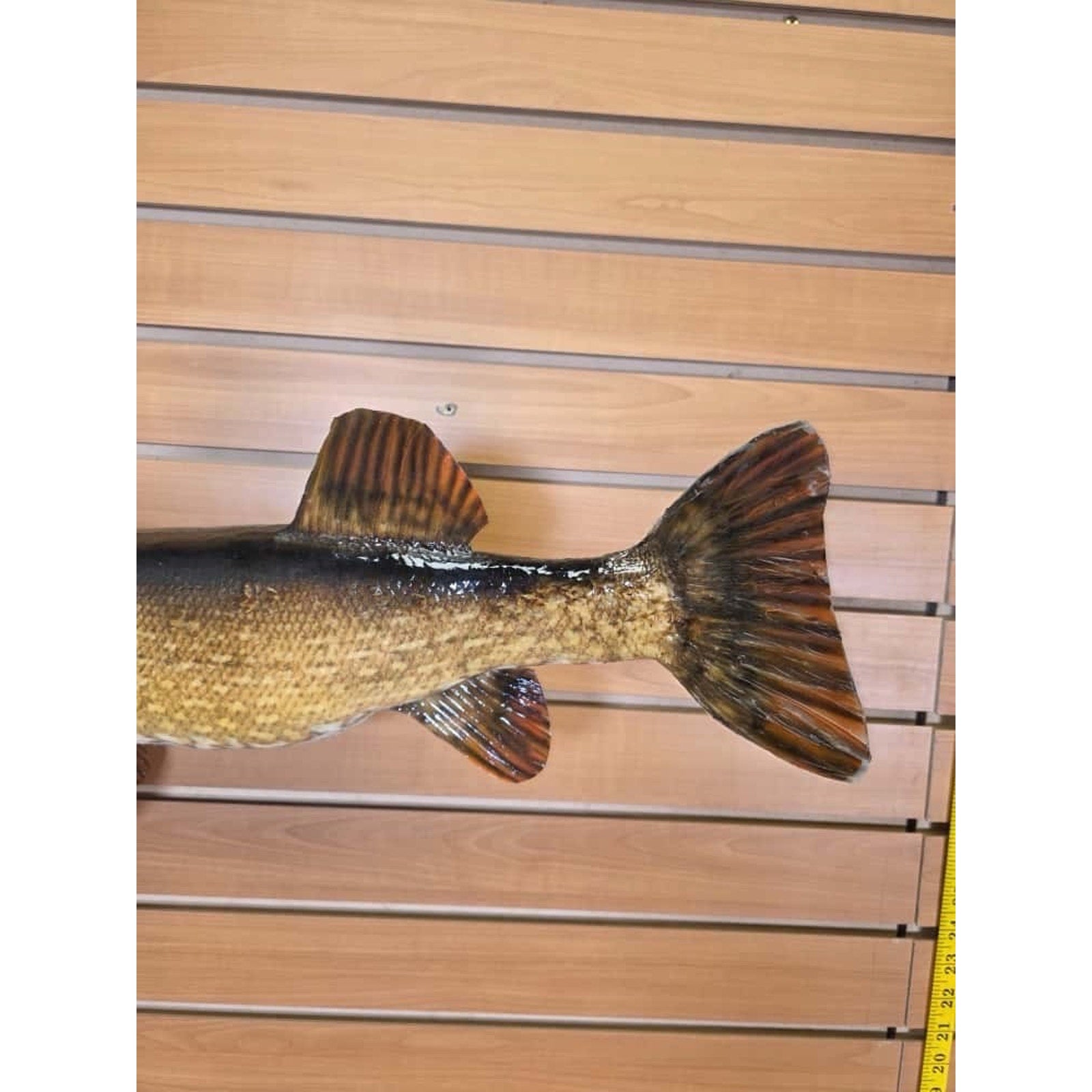 JTV221 - 36” Northern Fish Real Skin Taxidermy Mount