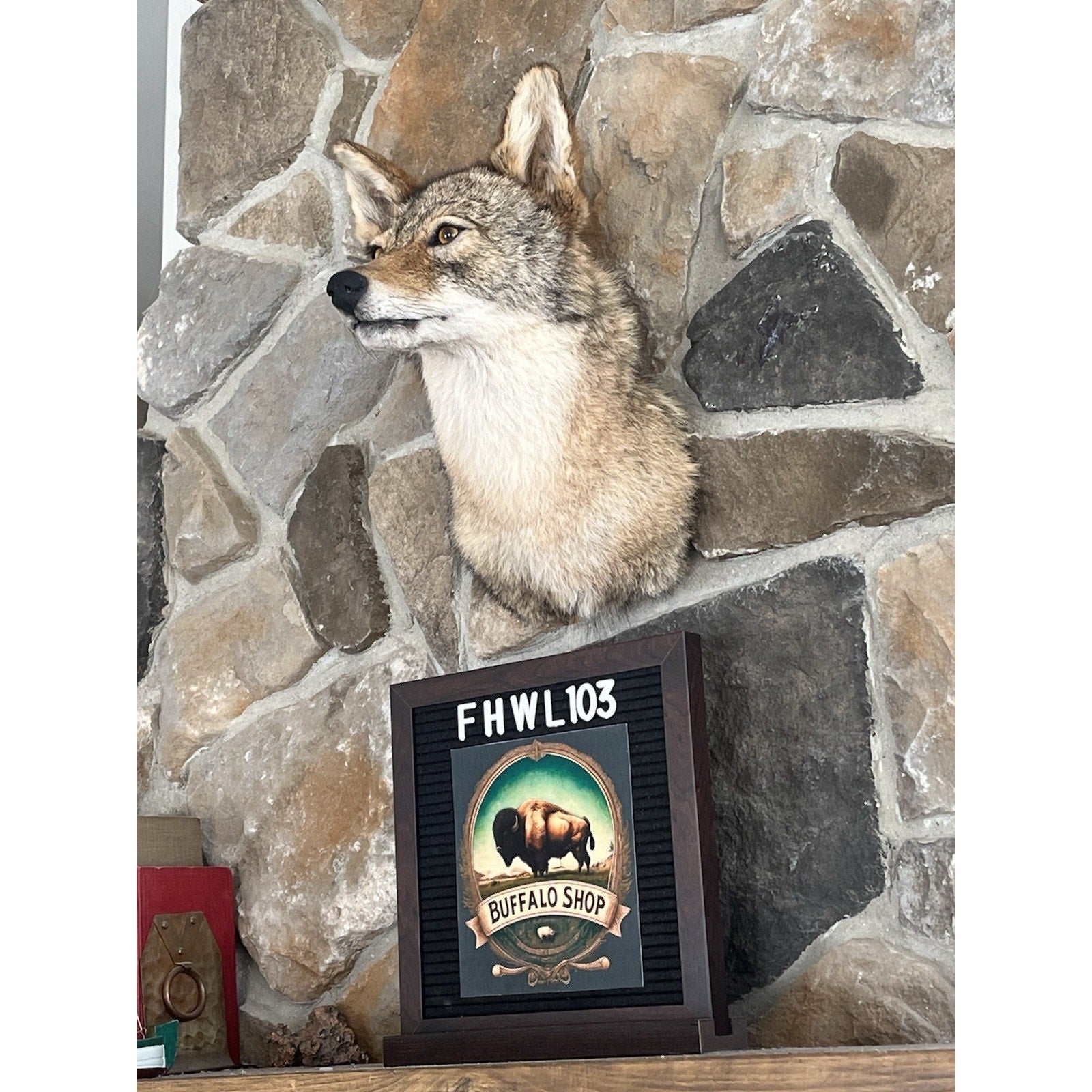 FHWL103 - Coyote Shoulder Museum Quality mount Taxidermy