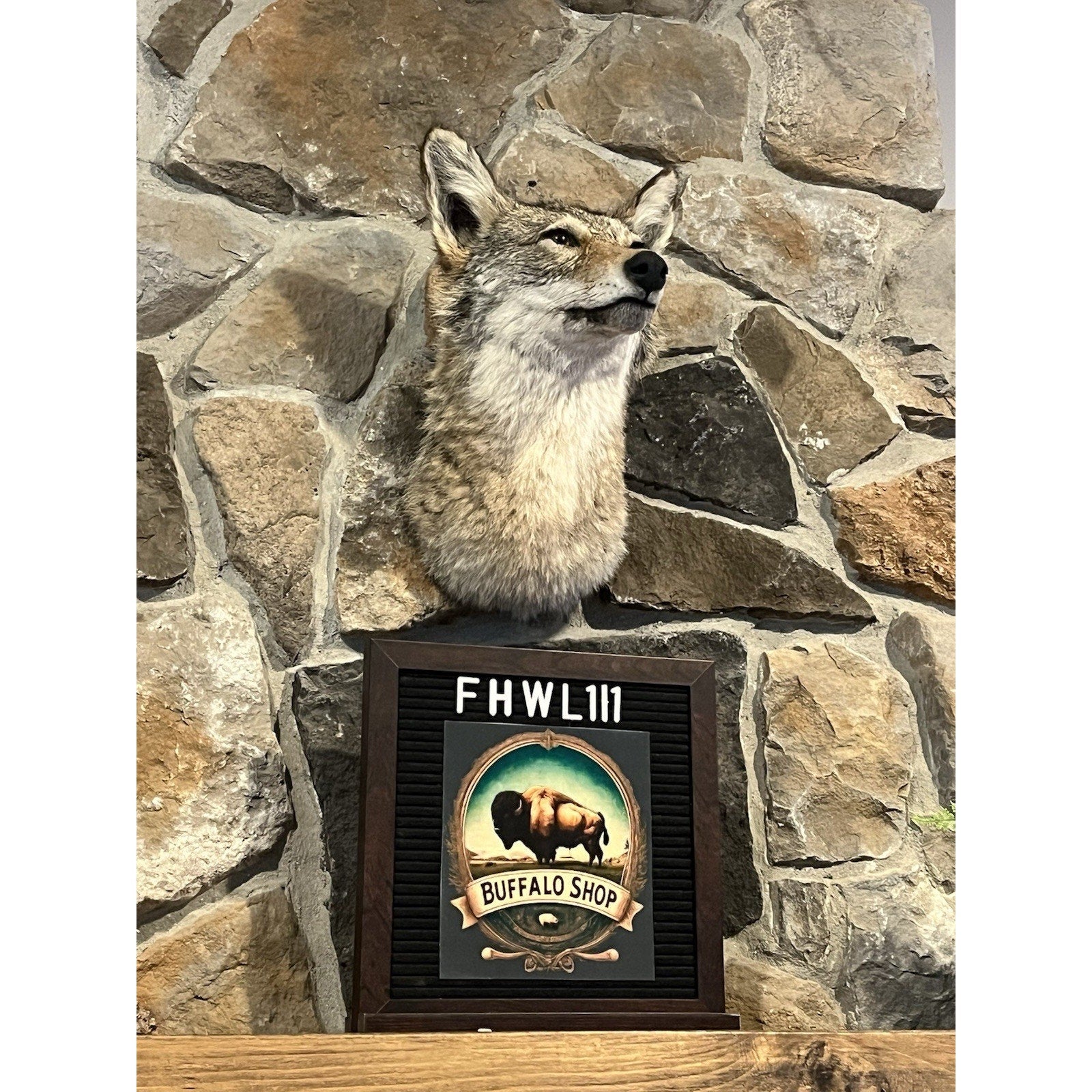 FHWL111 - Coyote Shoulder Museum Quality mount Taxidermy