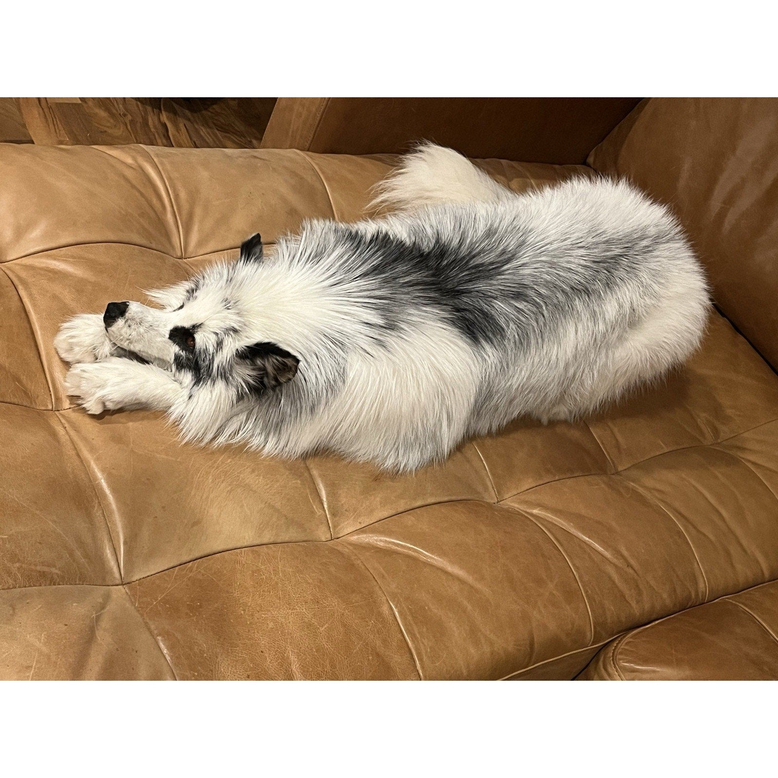 FHWL2 - Red Fox Taxidermy Full Body Mount