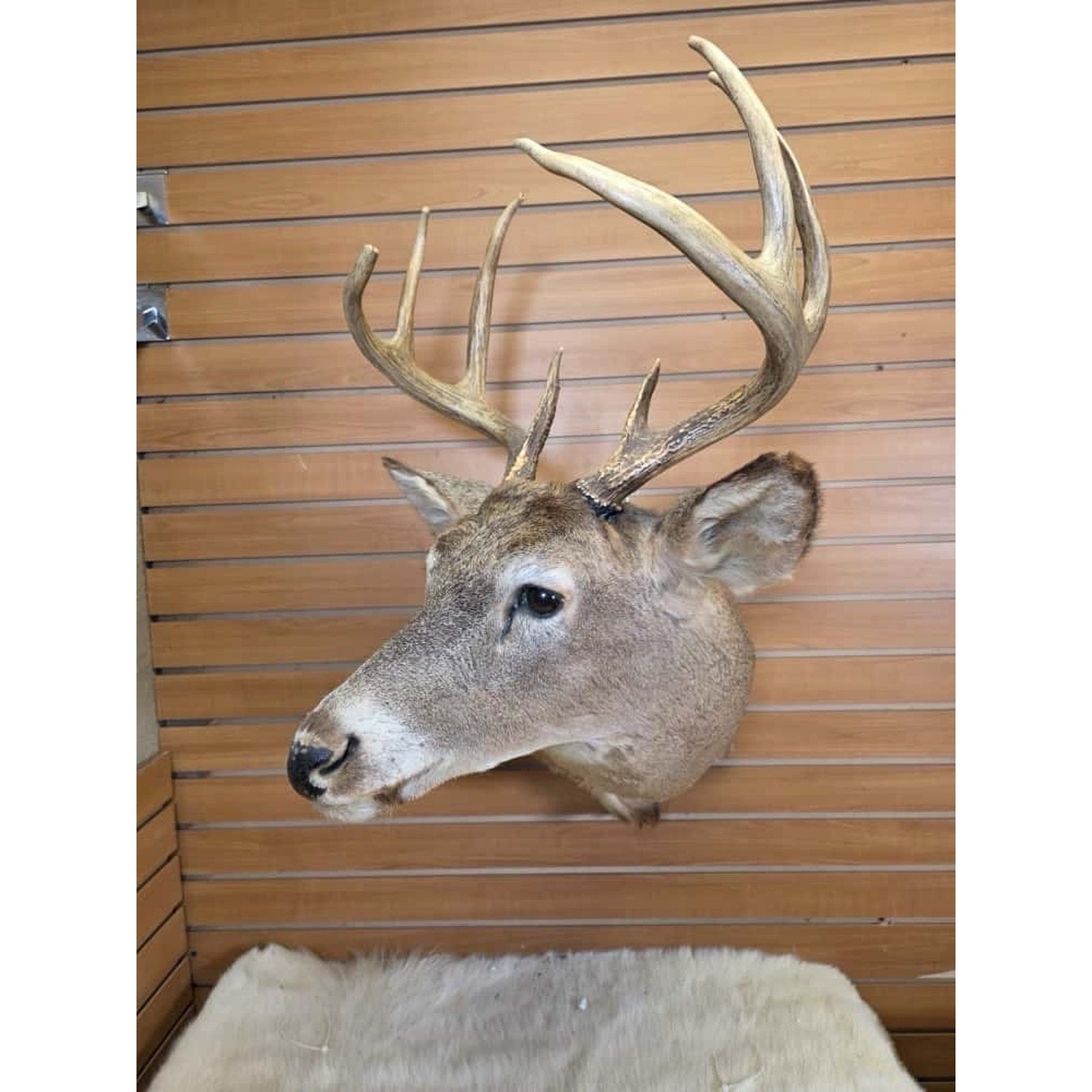 FHMN9 - Whitetail Deer Real Antler Deer Taxidermy Mount