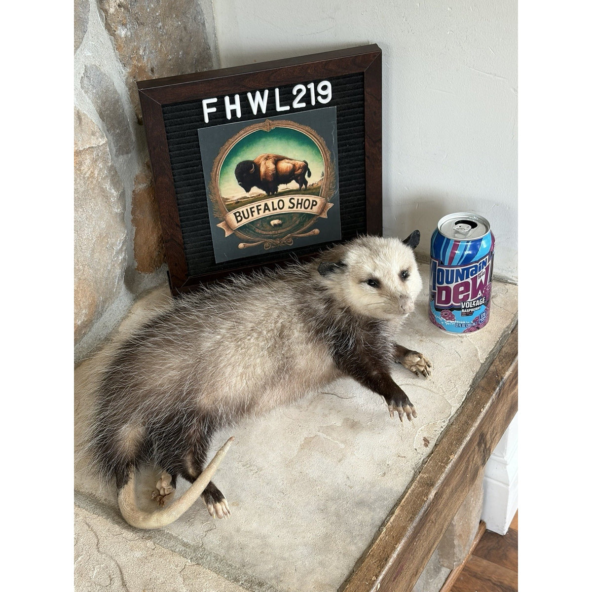 FHWL219 - Baby Opossum Taxidermy Full Body Mount