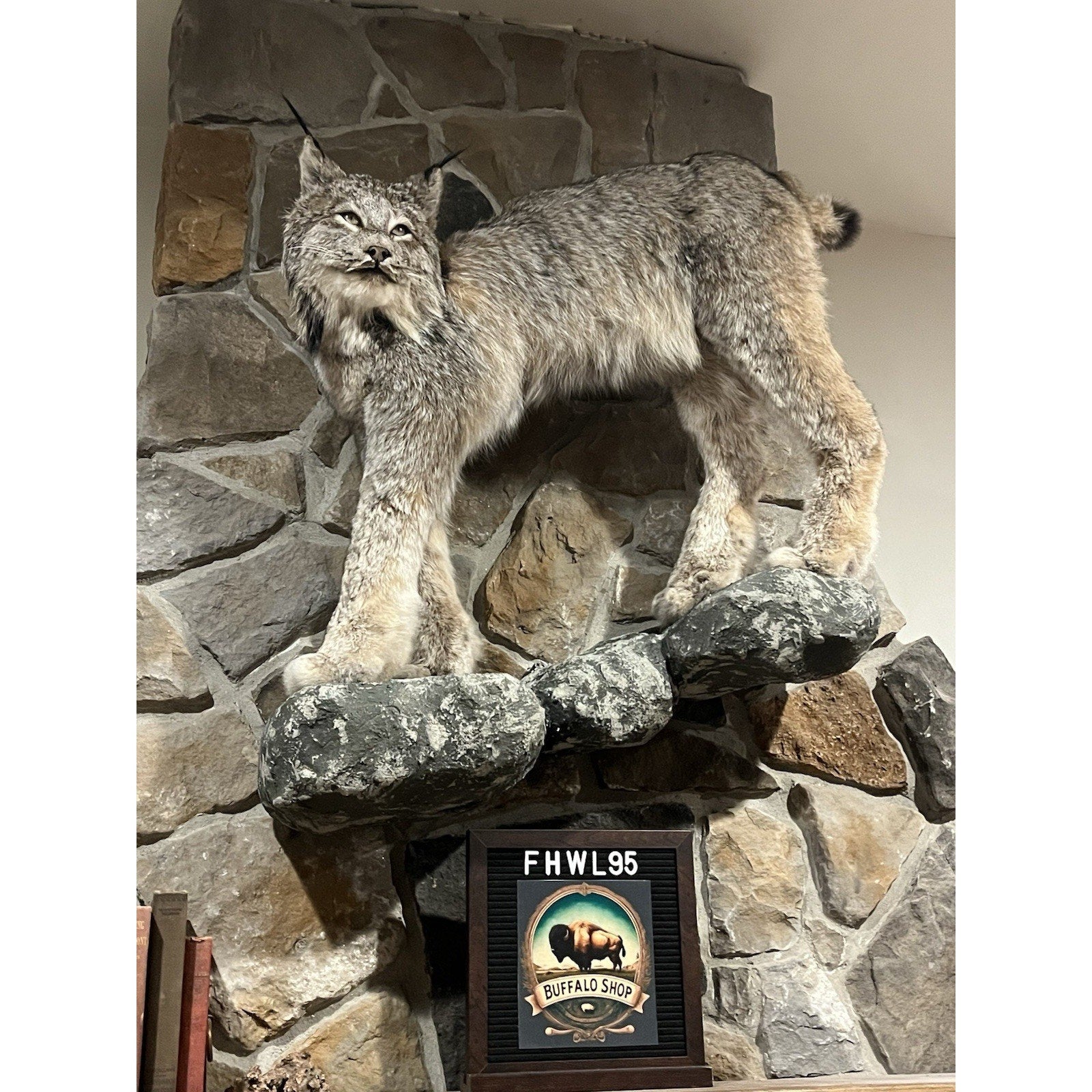 FHWL95 - Alaskan Lynx Taxidermy Full Body Mount Prime Fur