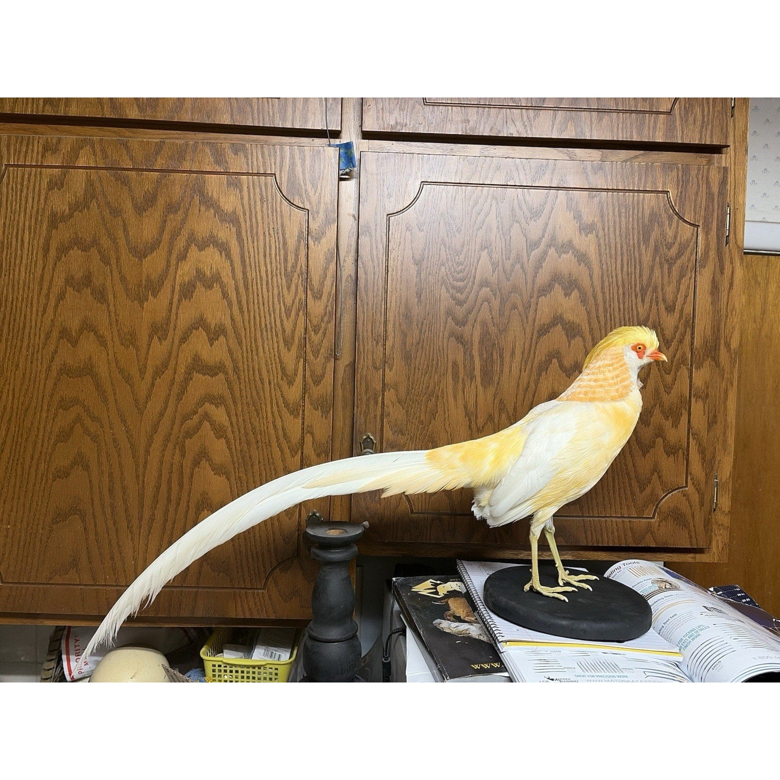JROQ1 - Peach Golden Pheasant Taxidermy Mount