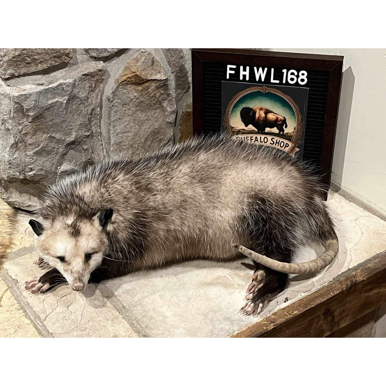 FHWL168 - Fat Opossum Taxidermy Full Body Mount