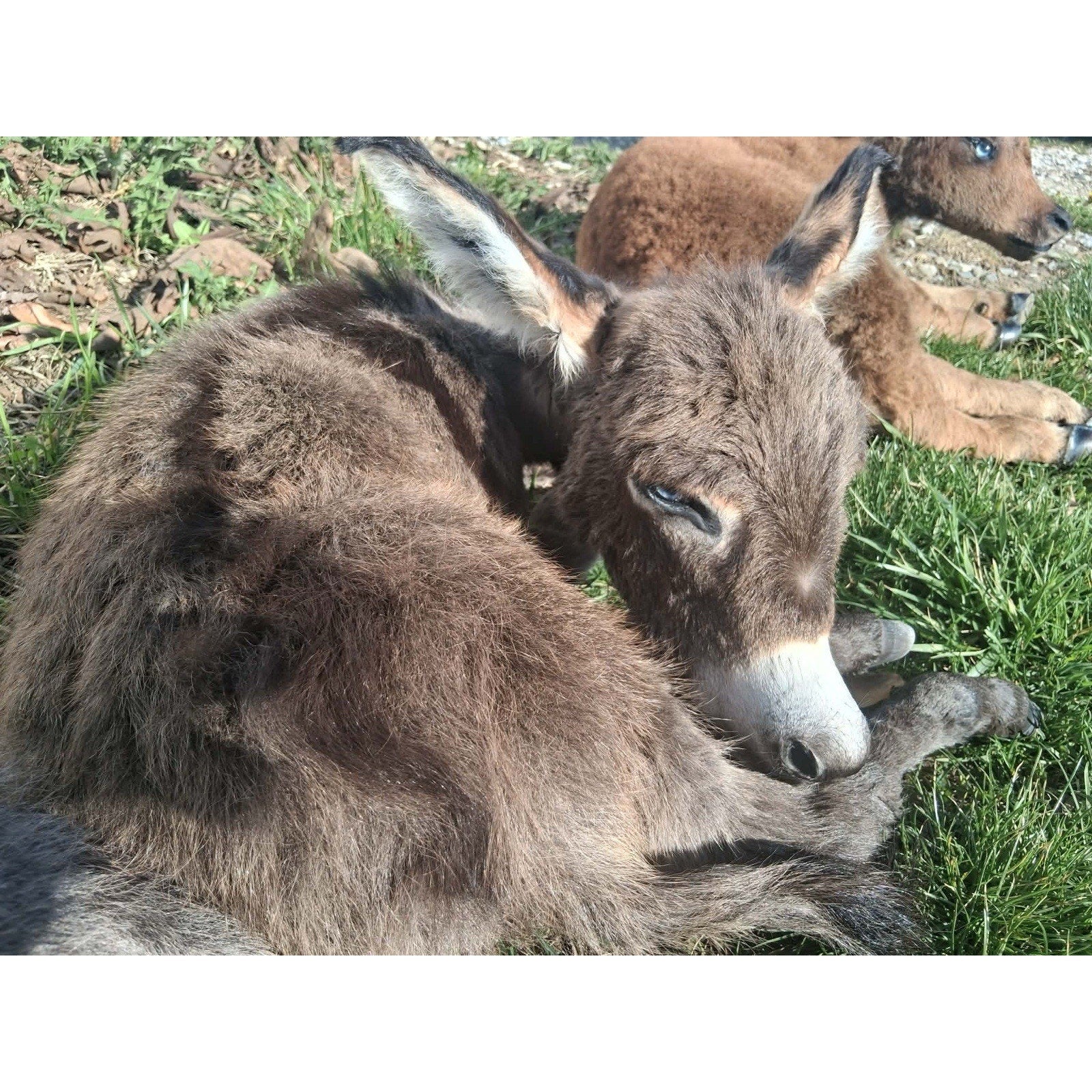 FHKIM7483- Rare Real Baby Donkey Taxidermy Mount - Not Posable