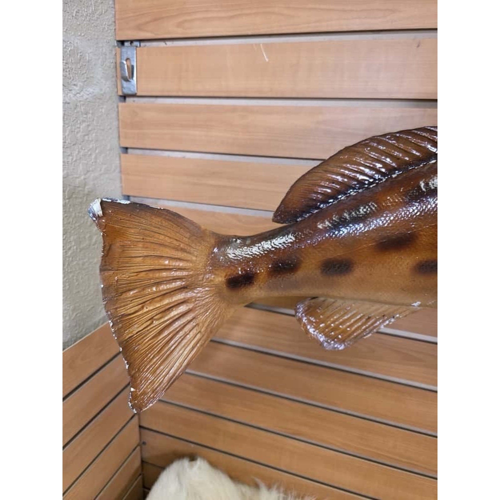 JTV222 - Grouper 34” Fish Real Skin Taxidermy Mount