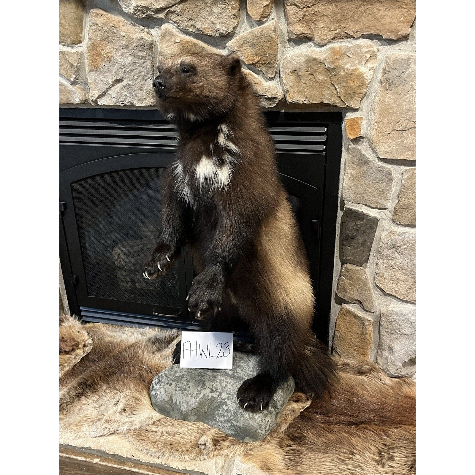 FHWL23-Beautiful Real Alaskan Wolverine Prime Fur Taxidermy Mount