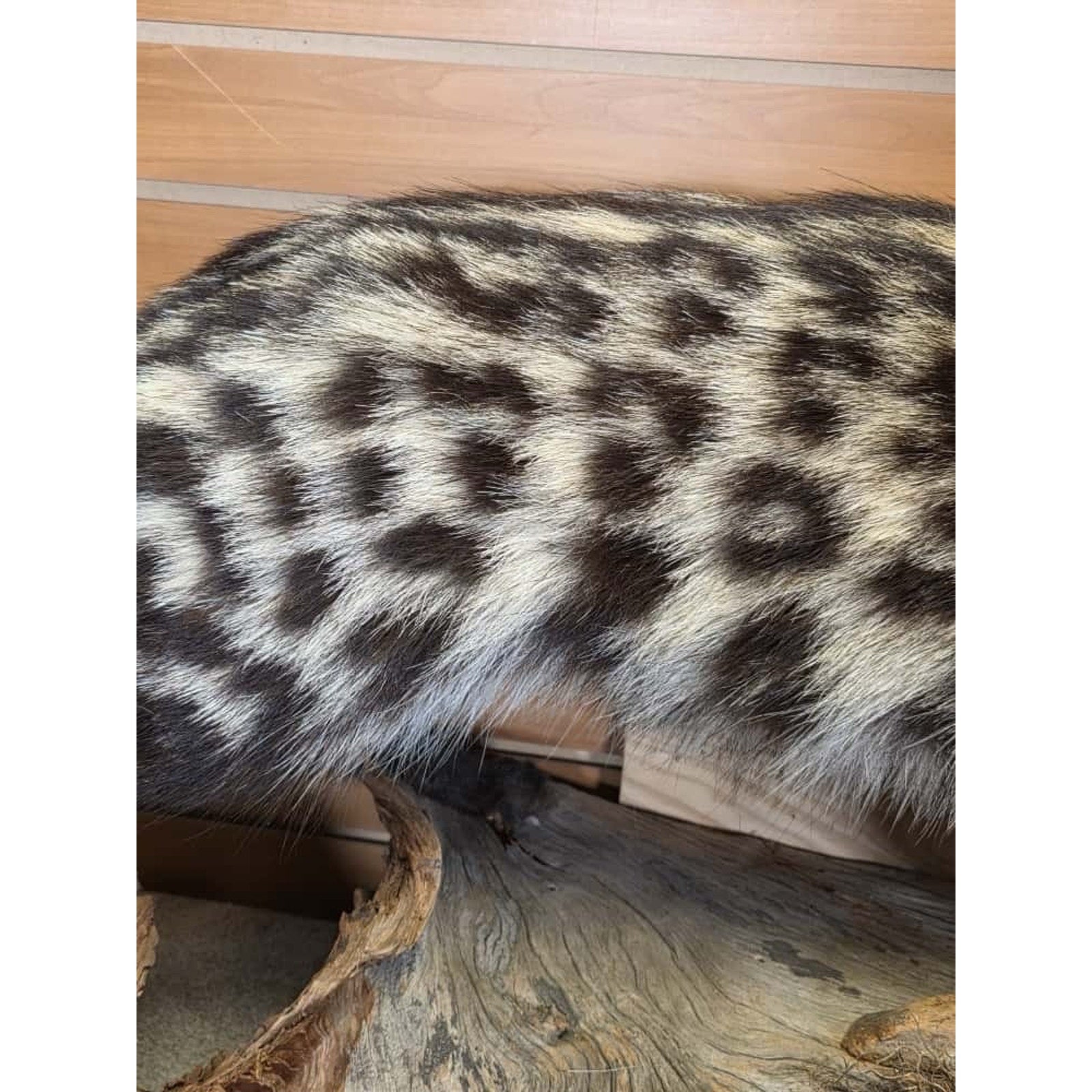 FHCM55 - African Civet Full Body Taxidermy Mount