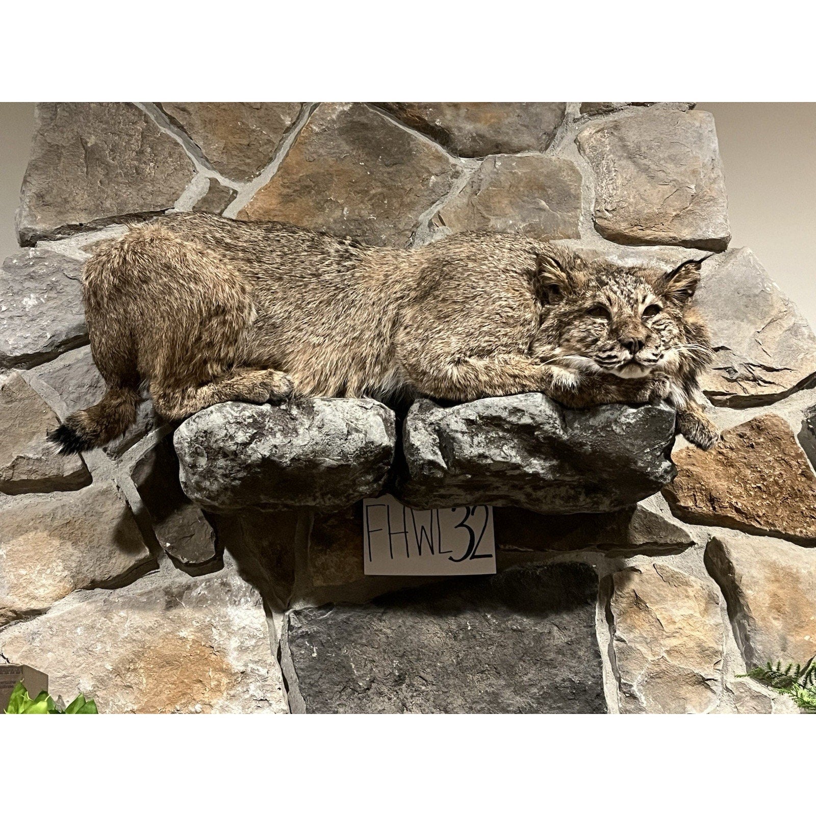 FHWL33 - Alaskan Lynx Taxidermy Full Body Mount Prime Fur