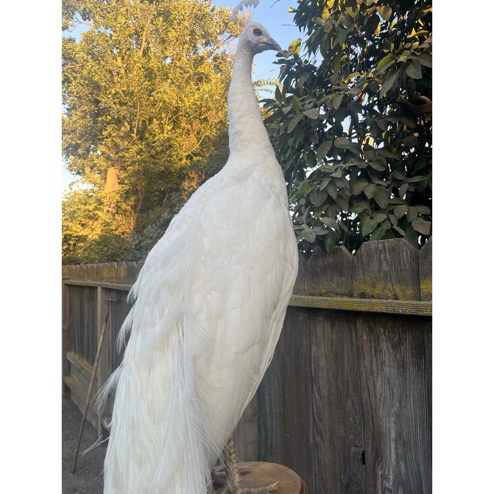 FHJOEL332 - Rare White PEACOCK Taxidermy Mount