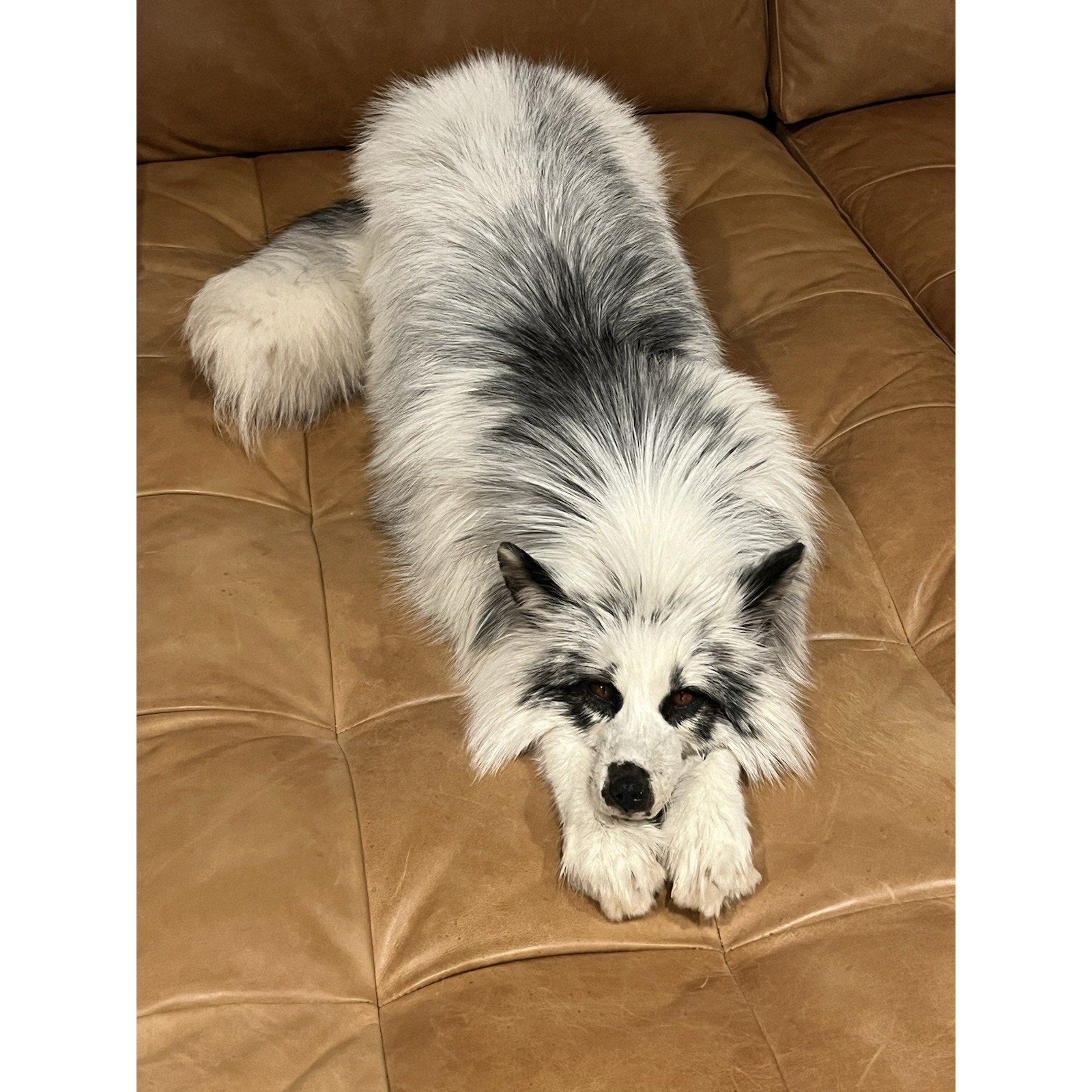 FHWL2 - Red Fox Taxidermy Full Body Mount
