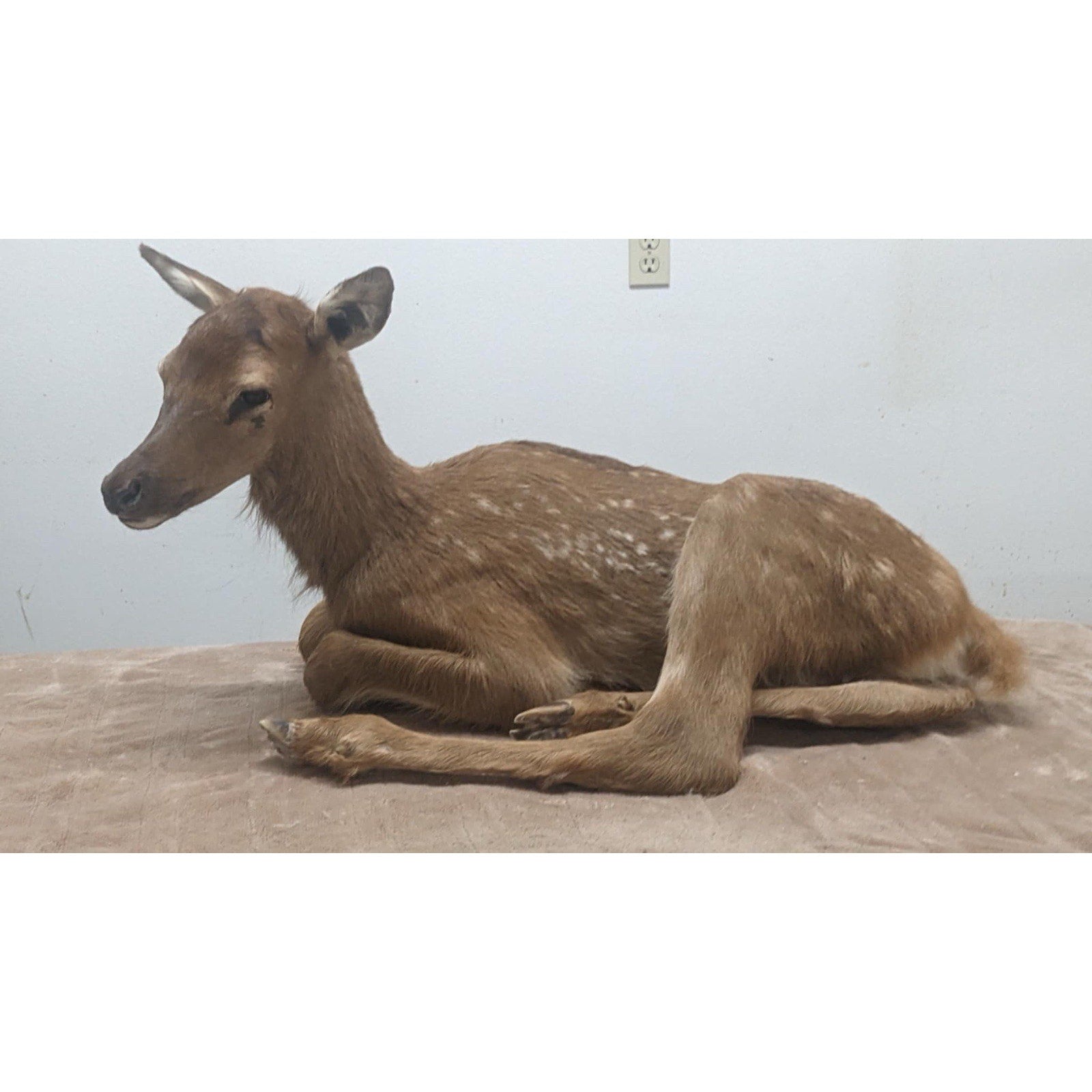 FHPATELK1 - Real Baby Elk Fawn Taxidermy Mount