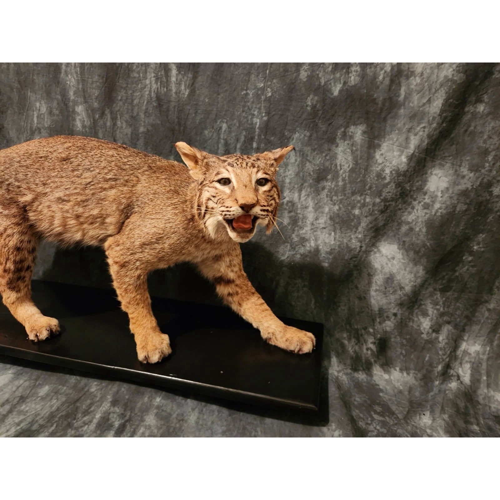 FHJRTEX2 - Bobcat – Full-body Taxidermy Mount