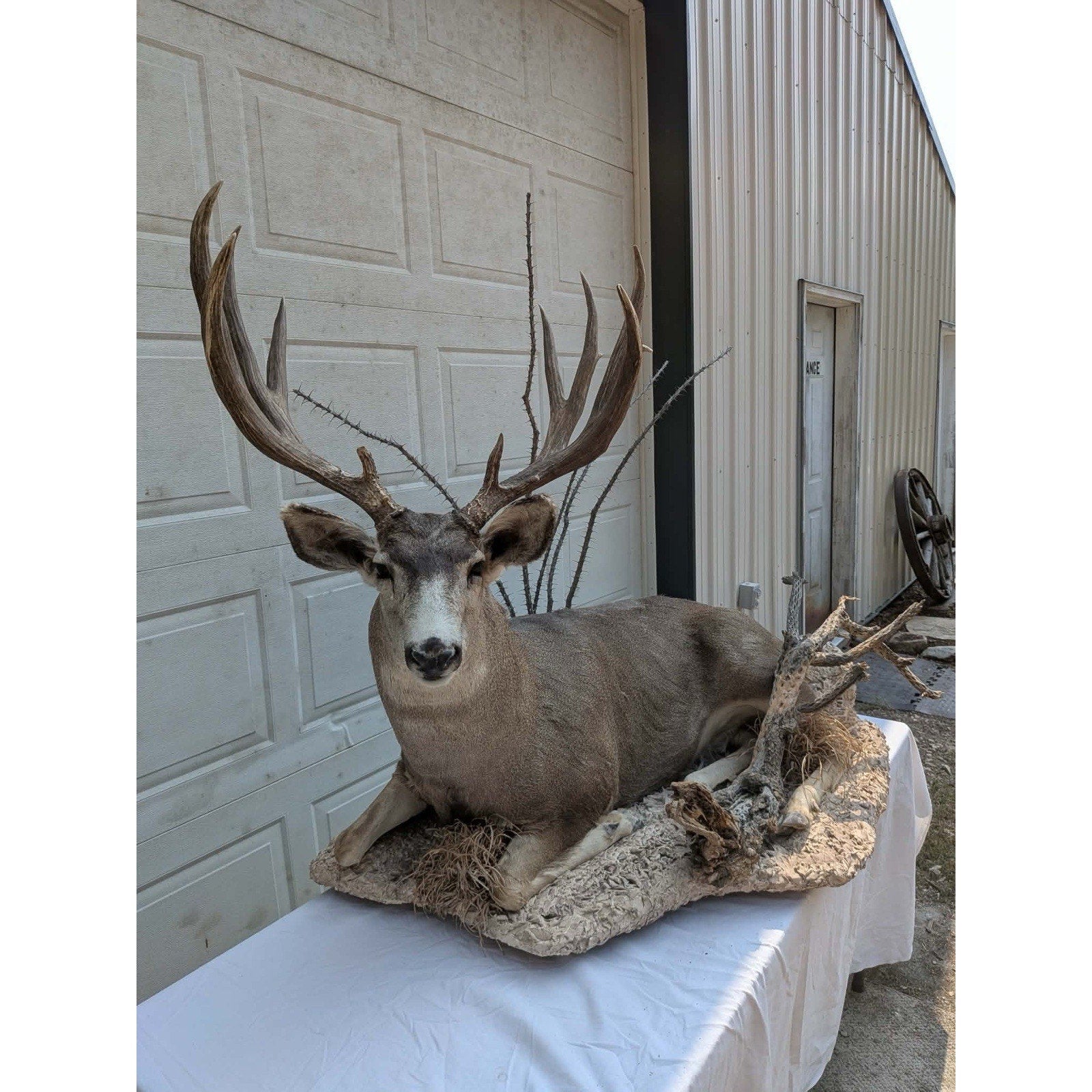 FHPATMU21 - Desert Mule Deer Full Body Taxidermy Mount