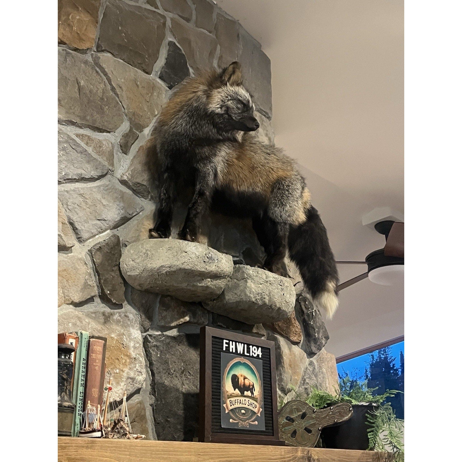 FHWL194- Museum Quality Ranch Fox Taxidermy mount
