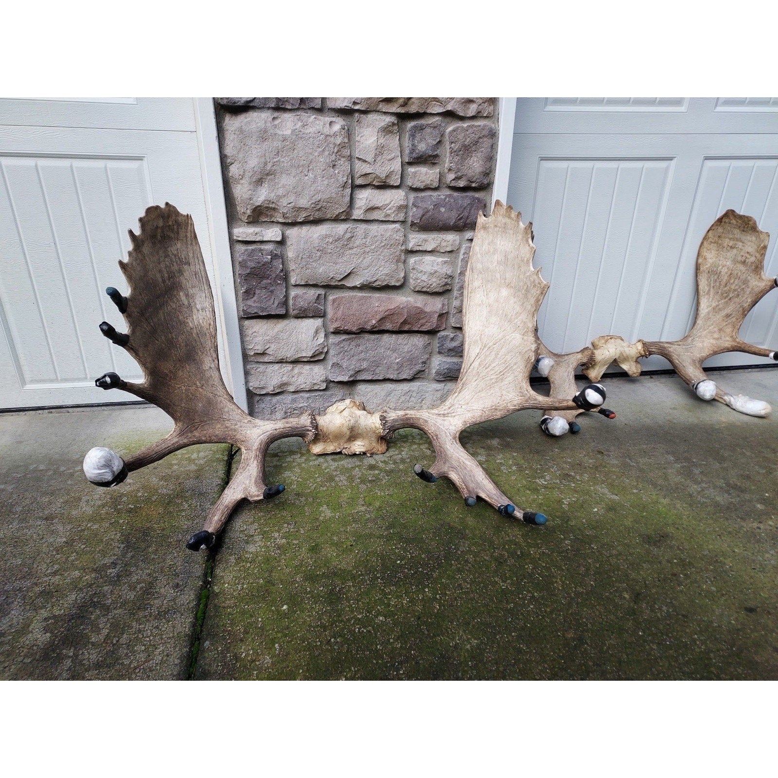 FHHOUSE1- Moose Antler Skulls (read Description)