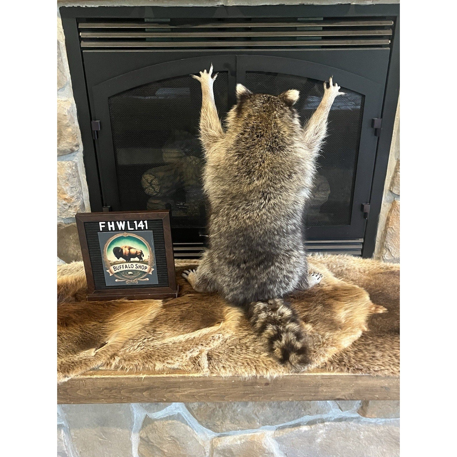 FHWL141- Fat Raccoon Taxidermy Mount
