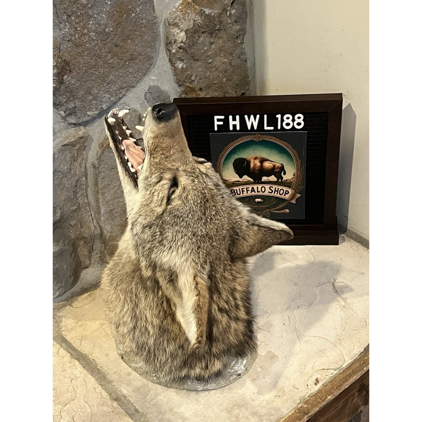 FHWL188 - Howling Coyote Shoulder Museum Quality mount Taxidermy